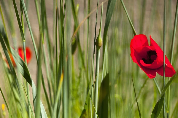 Poppy, Papaver, Single red flower growing outdoor among green foliage