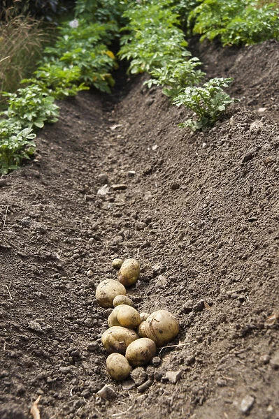 Potato, Solanum tuberosum, Several freshly dug up potatoes in a trench caused by plants