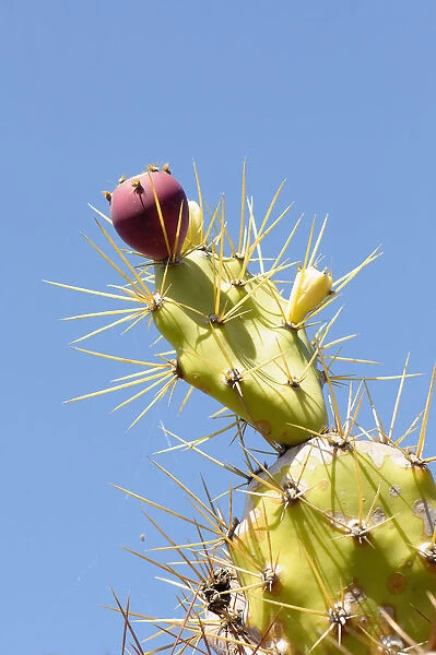 Prickly pear cactus, Opuntia, Opuntia cochenillifera