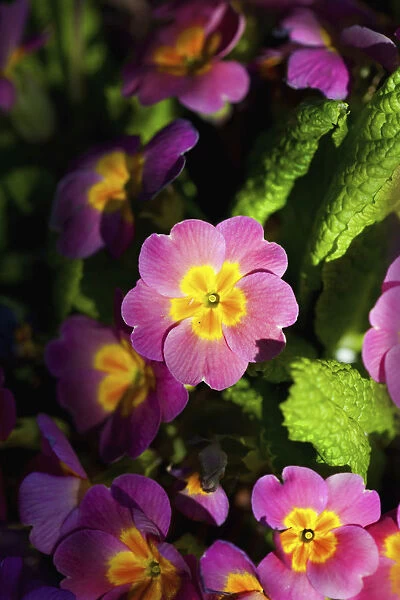 Primula, Primrose, Close up of pink coloured flowers growing outdoor