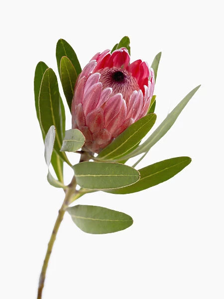 protea neriifolia x susannae, pink ice