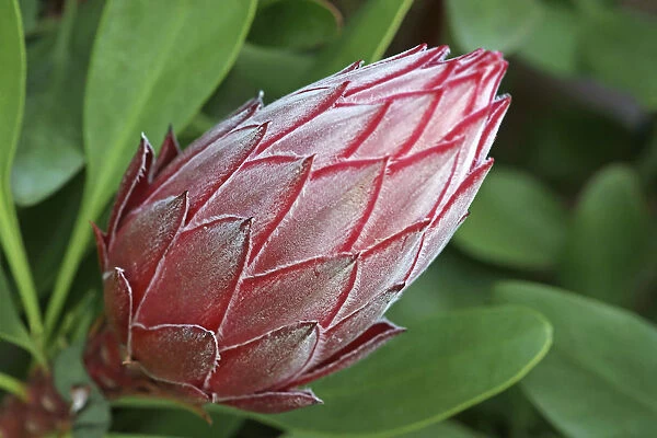 Proteus. Protea, Close up showing pattern of flower bud