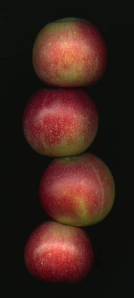 PT_0108. Malus domestica Discovery. Apple. Red subject. Black b / g