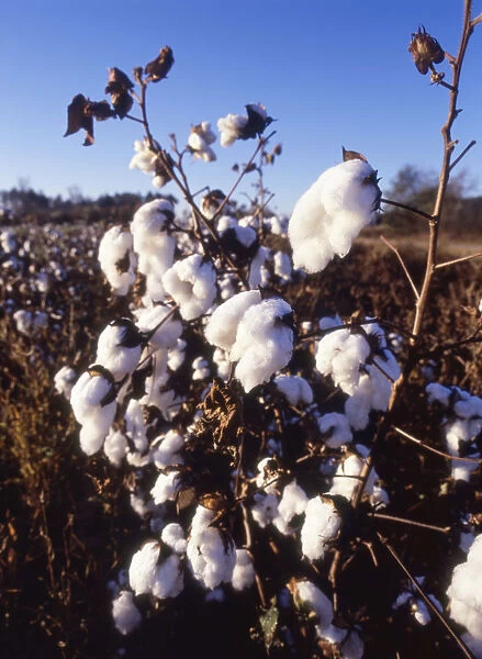 PT_0125. Gossypium - variety not identified. Cotton. White subject