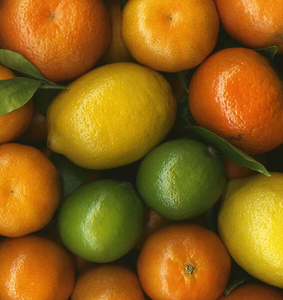 PT_0137. Citrus limon. Lemon. Mixed colours subject