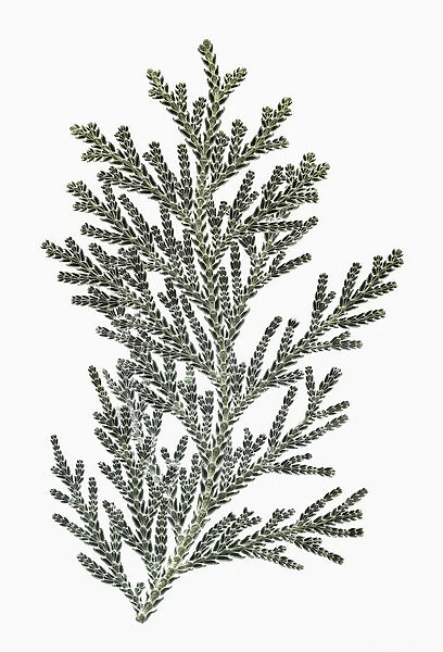 PT_0140. Thujopsis dolabrata. Conifer. Green subject. White b / g