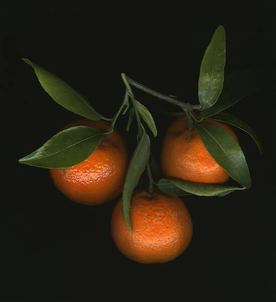 PT_0146. Citrus sinensis. Orange. Orange subject. Black b / g