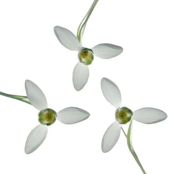 PT_0150. Galanthus - variety not identified. Snowdrop. White subject. White b / g