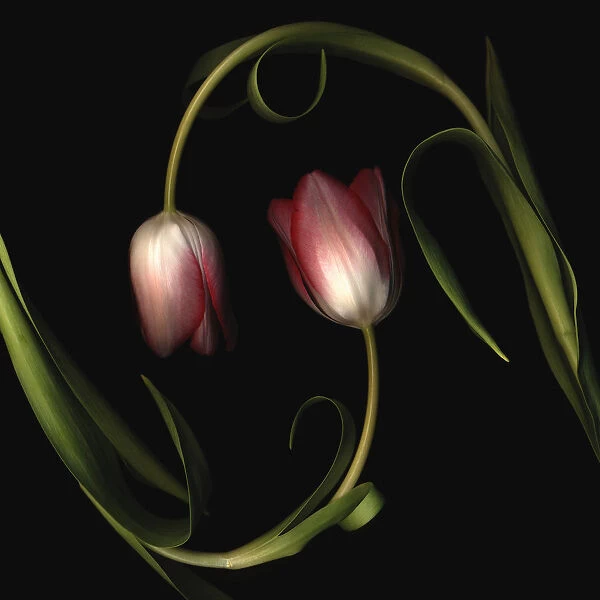 PT_0151. Tulipa - variety not identified. Tulip. Pink subject. Black b / g
