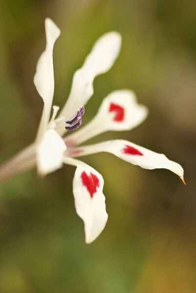 PT_0240. Pelargonium alchemilloides. Flower