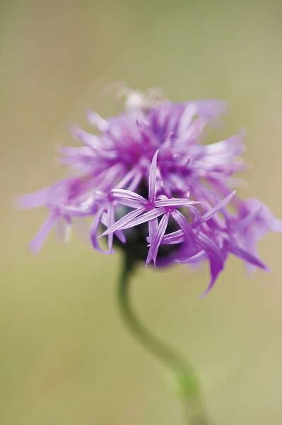 PT_0258. Centaurea scabiosa. Flower. Plant