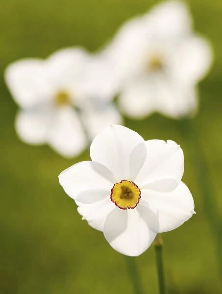 PT_0305. Narcissus poeticus. Flower. Plant
