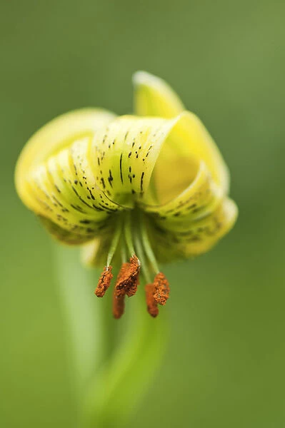 PT_0550. Lilium pyrenaicum. Lily - Turkscap lily. Yellow subject. Green background