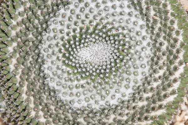 PT_0572. Mammillaria hahniana. Cactus - Old lady cactus. Green subject