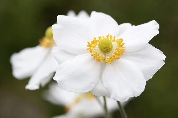 PT_0600. Anemone x hybrida Honorine Jobert. Anemone - Japanese anemone. White subject