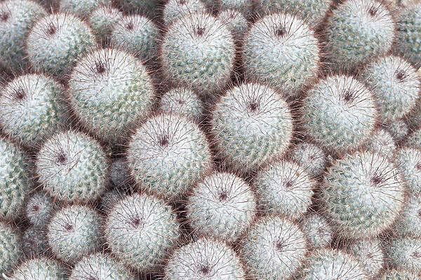 PT_0604. Mammillaria bombycina. Cactus - Pincushion cactus. Green subject