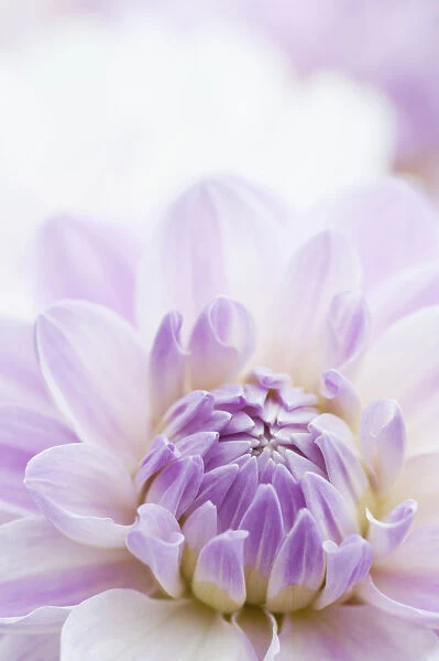 PT_0610. Dahlia Crystal Beauty. Dahlia. Purple subject