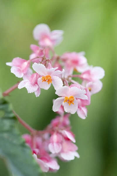 PT_0634. Begonia Ginny. Begonia. Pink subject. Green background