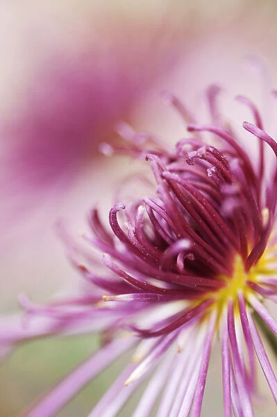 PT_0637. Chrysanthemum Valerie. Chrysanthemum. Pink subject