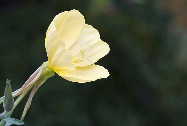 PT_0653. Oenothera speciosa. Evening primrose. Yellow subject. Black background