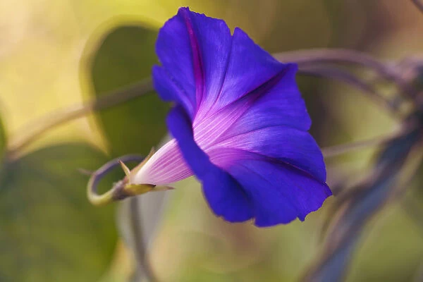 Purple morning glory, Ipomoea purpurea Feringa, One flower from side view