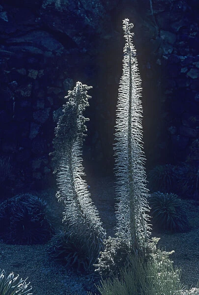 PW_0052. Echium wildpretii. Echium  /  Tower of Jewels. White subject