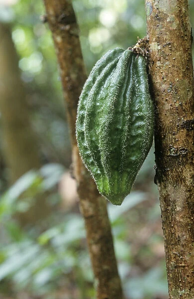 PW_0054. Theobroma cacao. Cocoa bean. Green subject