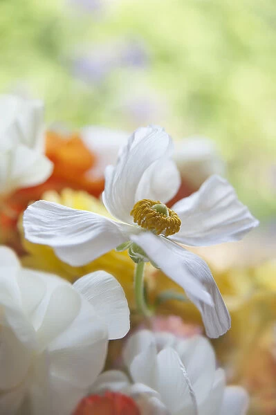 Ranunculus, Persian ranunculus, a white simple Ranunculus asiaticus cultivar rising above