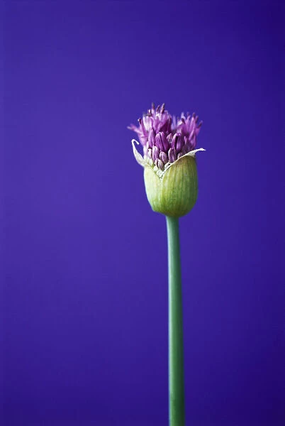 RE_0156. Allium Globemaster. Allium. Purple subject. Purple b / g