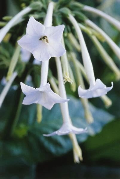 RE_0221. Nicotiana sylvestris. Tobacco plant. White subject
