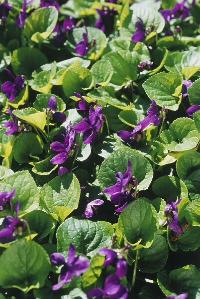 RE_0230. Viola odorata. Violet - Sweet violet