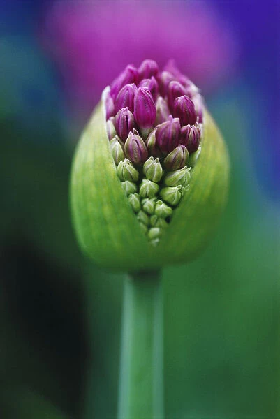 RE_0244. Allium Globemaster. Allium. Purple subject
