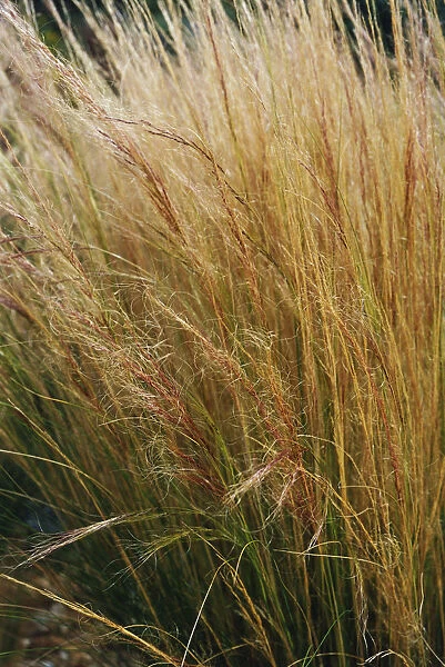 RE_0252. Nasella tenuissima  /  Stipa tenuissima. Mexican feather grass. Orange subject