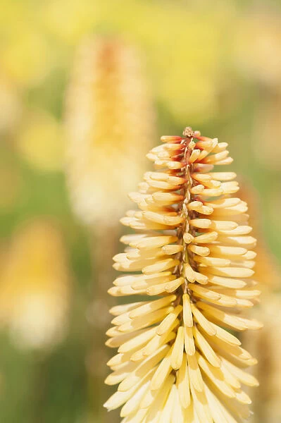 Red hot poker, Kniphofia Tawny King, A single spire of the pale orange flwoer with