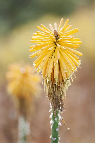 Red hot poker, Kniphofia Yellow cheer, Close view of the flower as it works its way up