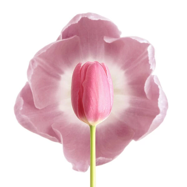 RF_0125. Tulipa - variety not identified. Tulip. Pink subject. White b / g