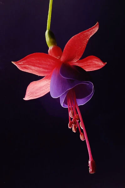 RGZ_0001. Fuchsia, Detail of flower showing open petals and red stamen