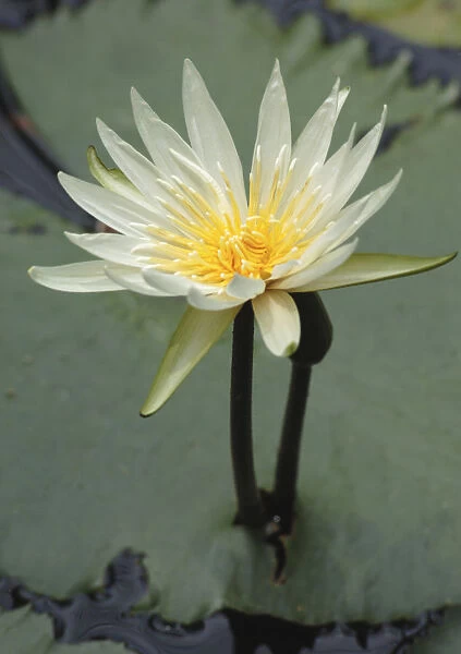 RGZ_0009. Nymphaea - variety not identified. Water lily. White subject