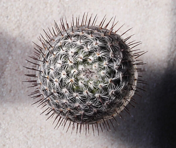 RGZ_0016. Mammillaria microhelia. Cactus - Pincushion cactus. Green subject