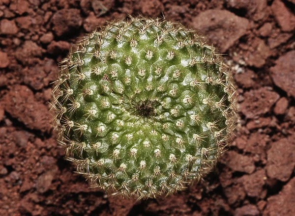 RGZ_0019. Rebutia - variety not identified. Cactus - Crown cactus. Green subject