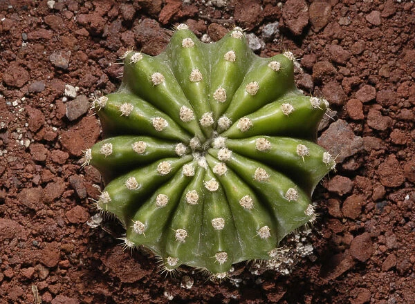 RGZ_0020. Echinopsis - variety not identified. Cactus. Green subject