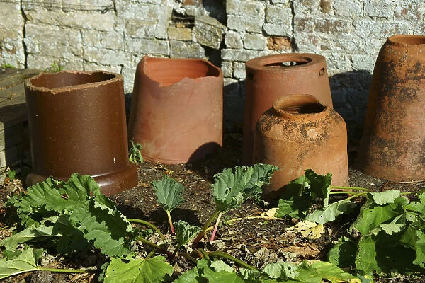 Rhubarb, Rheum rhabarbarum, Several terracotta forcing pots in front of a crumbling white