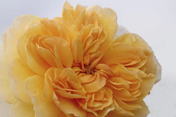 rosa buff beauty, rose, orange subject, white background