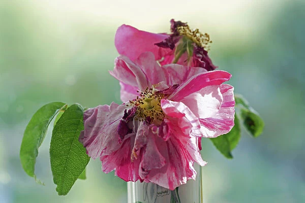Rosa mundi, Rosa gallica Versicolor, A fading flower in a vase with backllight