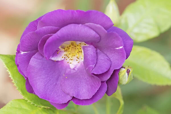 rosa rhapsody in blue, rose, purple subject