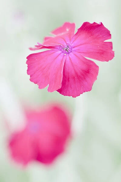 Rose campion Lychnis coronaria Pink Perennial
