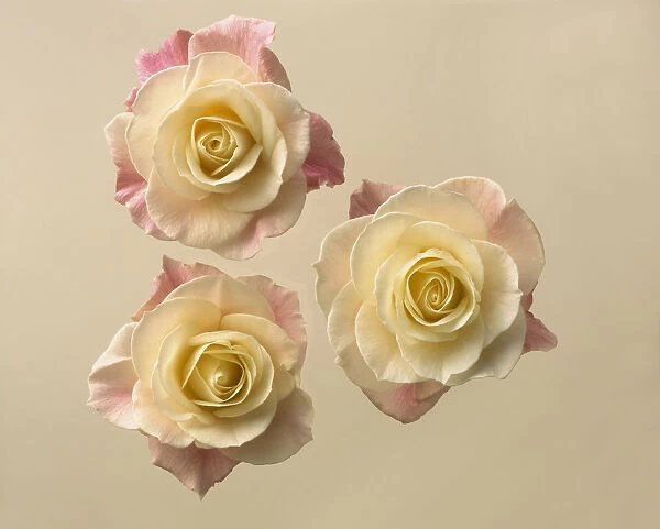 Rose, Rosa, Three bicolour roses, the centres cream and the older leaves fading to pink