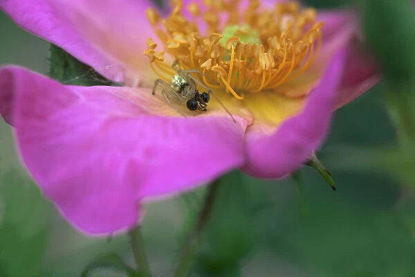 Rose, Rosa Summer Breeze, Close cropped view of an open pink flower with an ant on the