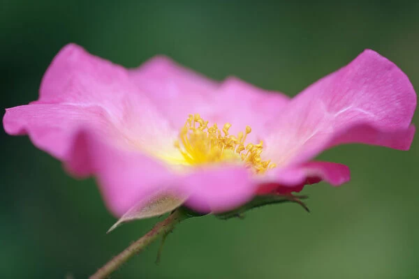 Rose, Rosa Summer Breeze, Close side view of a fully open pink flower showing the