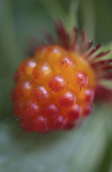 rubus strigosus, raspberry, american raspberry, red subject